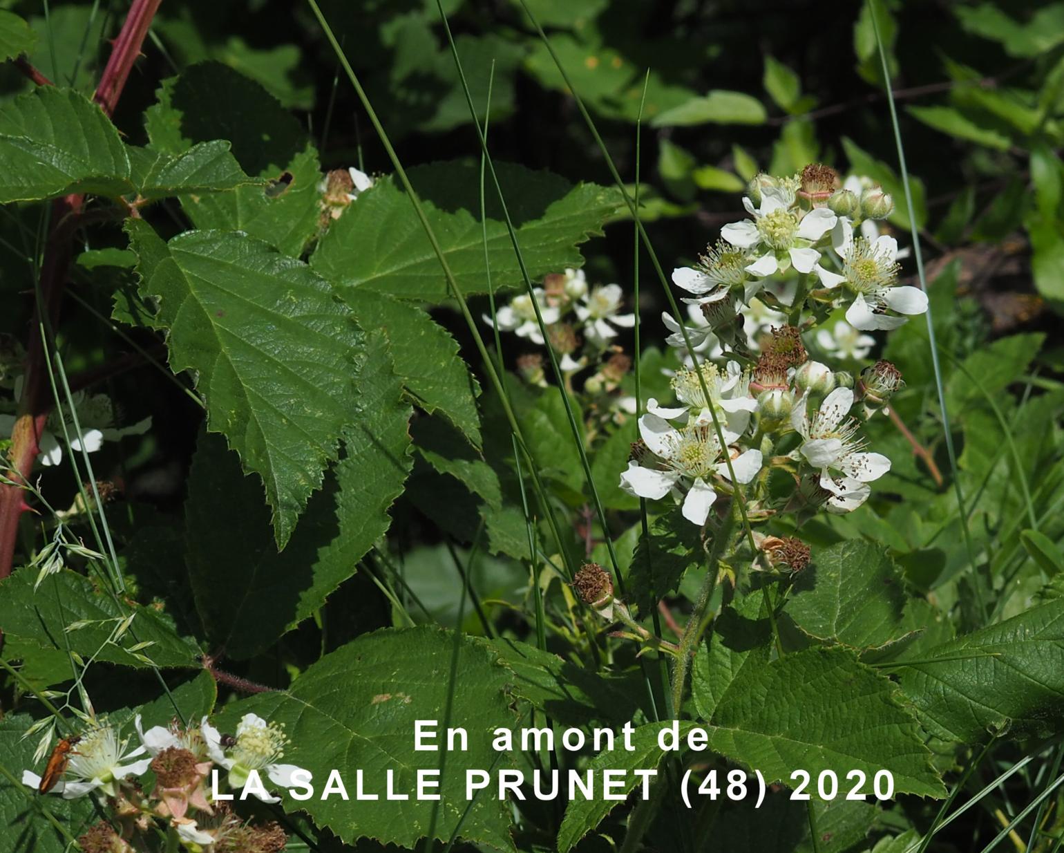 Bramble, Common